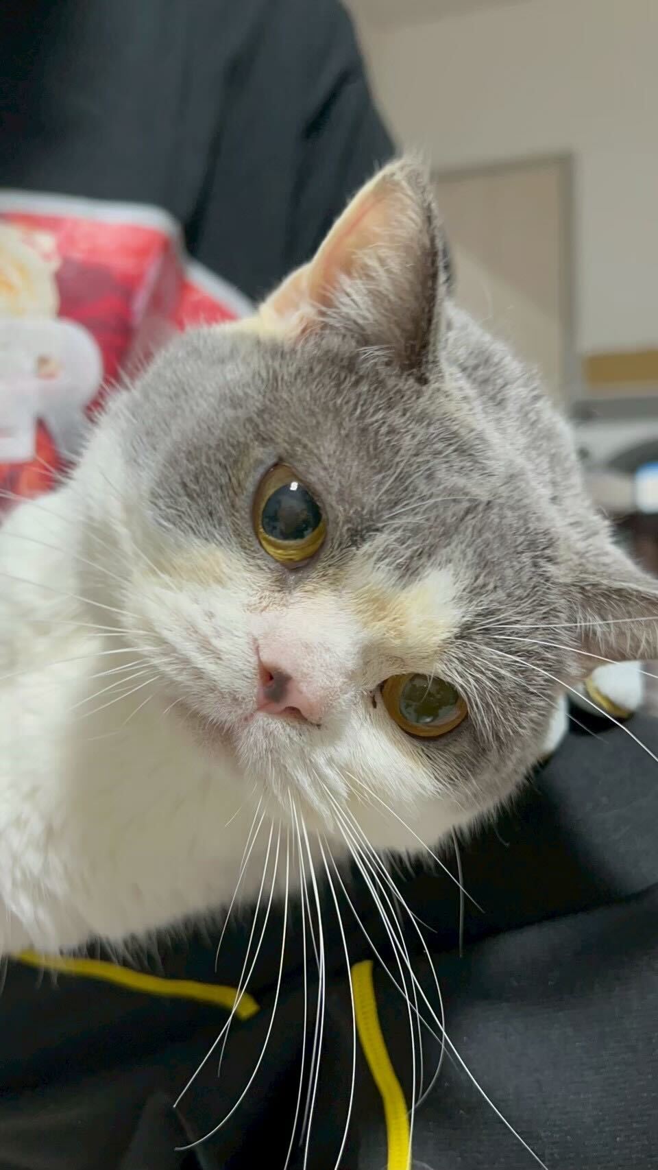 猫の画像